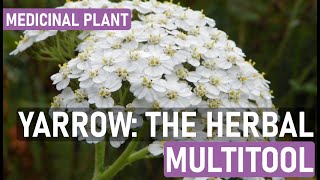 Yarrow Plant Benefits Uses and How to Grow Yarrow for Natural Remedies [upl. by Tlok]