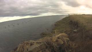 Wildfowling Decoying Wigeon Oct 2014 [upl. by Teemus174]