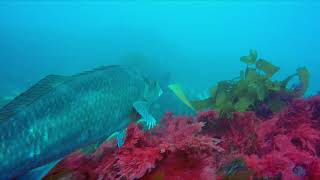 The Biggest Dusky Morwong ever Filmed [upl. by Aimaj]