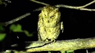 Scops owl [upl. by Nahej]