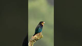 Oriental Dollarbird Regurgitating Bee shortvideos wildlife nature nature viralshorts [upl. by Engdahl]