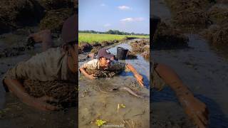 😲Amazing Hand Fishing 🖤part04fishing trending shorts viralvideo [upl. by Palla51]