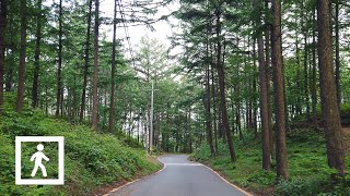 4K 양평 설매재 자연휴양림 아침산책 l Yangpyeong Seolmaejae Natural Recreation Forest Morning Walk Korea [upl. by Htebasile]