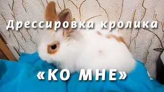 Дрессировка кролика – Команда «Ко мне» Часть2 Training rabbit [upl. by Sabsay]