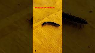 Awesome creatures shorts creature insects [upl. by Llain963]