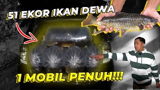 BINGUNG TARO DIMANA 51 EKOR IKAN DEWA KOLAM AVIARY MUAT GAK YAA [upl. by Naujid]