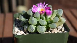 How I take care of succulent Frithia pulchra [upl. by Nnylhtak]