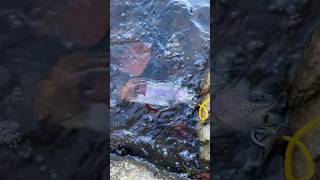 Trout fishing fishing musky shots fish carpy nature carps freshwater troutfishing [upl. by Earesed526]