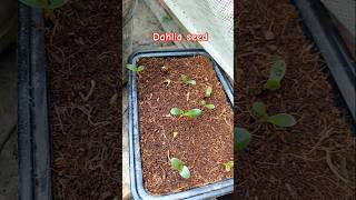 Dahlia seed germination dahlias villagegarden gardening ytshorts nature shortvideo shorts [upl. by Nniw]