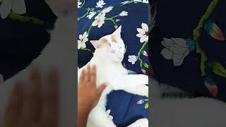 Ghum Parani mashi pishi love cat viralvideo friends 2024shorts subscribe [upl. by Clary]