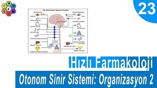 OTONOM SİNİR SİSTEMİ ORGANİZASYON 2  Hızlı Farmakoloji 23 [upl. by Liuqnoj]