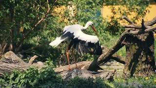 Buenas noches 061024 🦩❤️🎶🙏 Las garzas hermosas aves acuáticas Herons beautiful aquatic birds [upl. by Broeder]