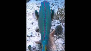 Stoplight Parrotfish parrotfish underwater coral reef fish [upl. by Chafee736]