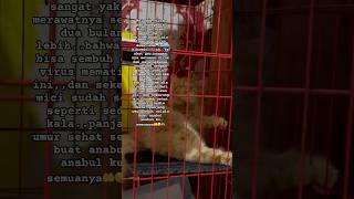 Panleukopenia survivor🥰cat catlover ytshorts viralvideo fyp [upl. by Kifar]