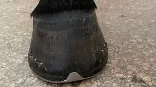 Hoof satisfying and shoeing horse farrier horsecare satisfying horselover farrierlife [upl. by Eelame]