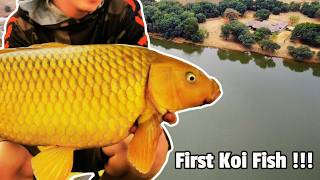 Beautiful Yellow Koi Fish Caught in South Africa  Excellent Spot for Big Carp Fishing [upl. by Islaen]