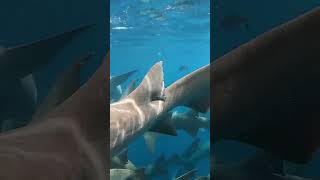 Shark Bite Alert Just Wait for It🐬🦈🤿🌊shorts youtubeshorts shortsfeed shortvideo viralvideo [upl. by Oner]