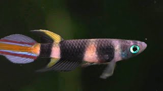 Clown Killifish Eating Mosquito Larvae rocket killifish [upl. by Gnoud]