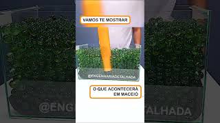 O que vai acontecer em MACEIÓ maceio maceió desabamento [upl. by Artinek]