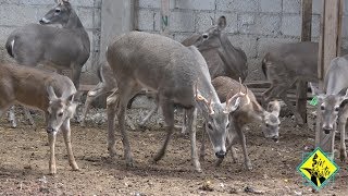 Criadero de 🦌 VENADO COLA BLANCA y BLACK BUCK [upl. by Notxam]