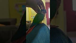 Yellow sided conure songs [upl. by Rudiger]