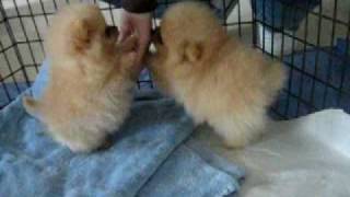 8 week old Pomeranian puppies [upl. by Cortie263]