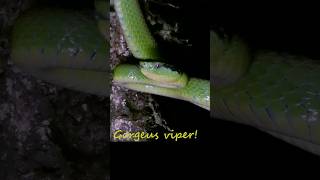 Gorgeous viper reptile venomous snake animals dangerous [upl. by Xantha]