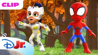 Marvels Spidey and his Amazing Friends  Spidey and White Tiger Team Up  disneyjr [upl. by Dnalyag54]