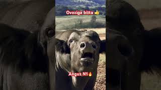 Angus N1🔥 cow chorva qoyboqishsirlari animals angus molbozor buqaboqish [upl. by Areip830]