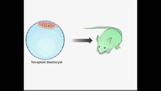 Pluripotency Expanded  Cell April 6 2017 Vol 169 Issue 2 [upl. by Ltsyrk817]