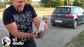 Gatito abandonado es rescatado y le encuentran un nuevo hogar  El Dodo [upl. by Elianora]