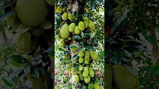 Growing Jackfruit from Cutting 🍐 New Technique of Propagation using Banana Plants farming shorts [upl. by Walton]