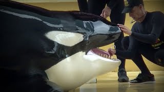 Dramatische Nachrichten aus dem Loro Parque Orca Keto in Lebensgefahr [upl. by Aytac]