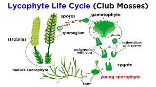 Lycophytes Early Vascular Plants [upl. by Farnsworth]