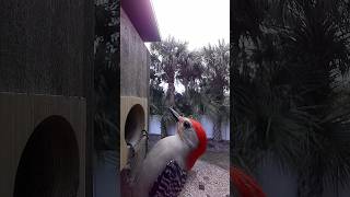 Woodpeckers Select Birdfy Nest Box [upl. by Fevre757]