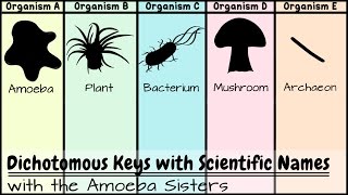 Dichotomous Keys Identification Achievement Unlocked [upl. by Nerrat324]