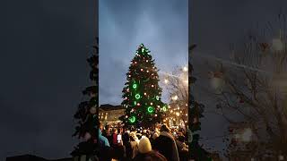 Strasbourgs Twilight Tree Lighting A Spectacular Evening Display [upl. by Koziara638]