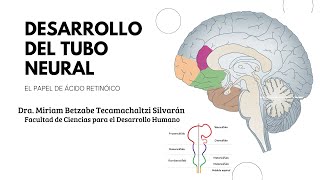 Desarrollo del tubo neural quotEl papel del ácido retinoícoquot [upl. by Rycca]