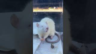 Rescued Blind Domesticated Rat rescue rat animals shorts reels [upl. by Lavelle]