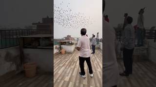 Ustad Pappu King kabootarbazi kabootar pigeon shortfeed shorts short youtubeshorts birds [upl. by Notsob]