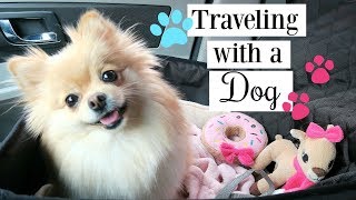 Road Trip with Daisy  How To Traveling with a Dog \ Pomeranian [upl. by Ik]