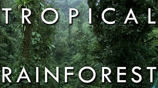 The Tropical Rainforest Climate  Secrets of World Climate 1 [upl. by Giuditta]