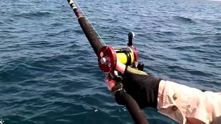 Rompin Sailfish Ambassadeur 7000C PENN Powerstix Rod Sport Fishing Asia [upl. by Johns267]