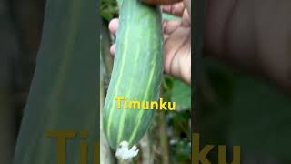 Timunku mukai berbuah ayopetik [upl. by Kera129]