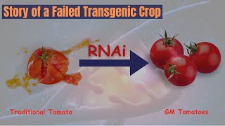 The Tragic Failure of the First GMO Crop transgenic GMO biology [upl. by Keven]