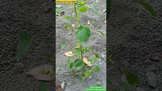 Acalypha indica  Euphorbiaceae Family  Medicinal Plant medicinalplants medicinalflowers [upl. by Gisser811]