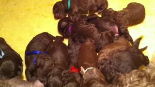 Nestje 2013  Week 0 video 2  Freonskip Australian Labradoodles [upl. by Keith]