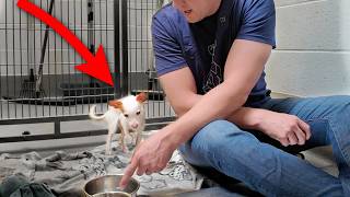 Watch the Moment Tiny Shelter Dog Eats his First Meal 🥹 [upl. by Mw714]