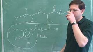 Introduction to amino acids and peptides 11 [upl. by Hess]