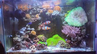 20 gallon reef update October 6 2024 [upl. by Nohsauq]